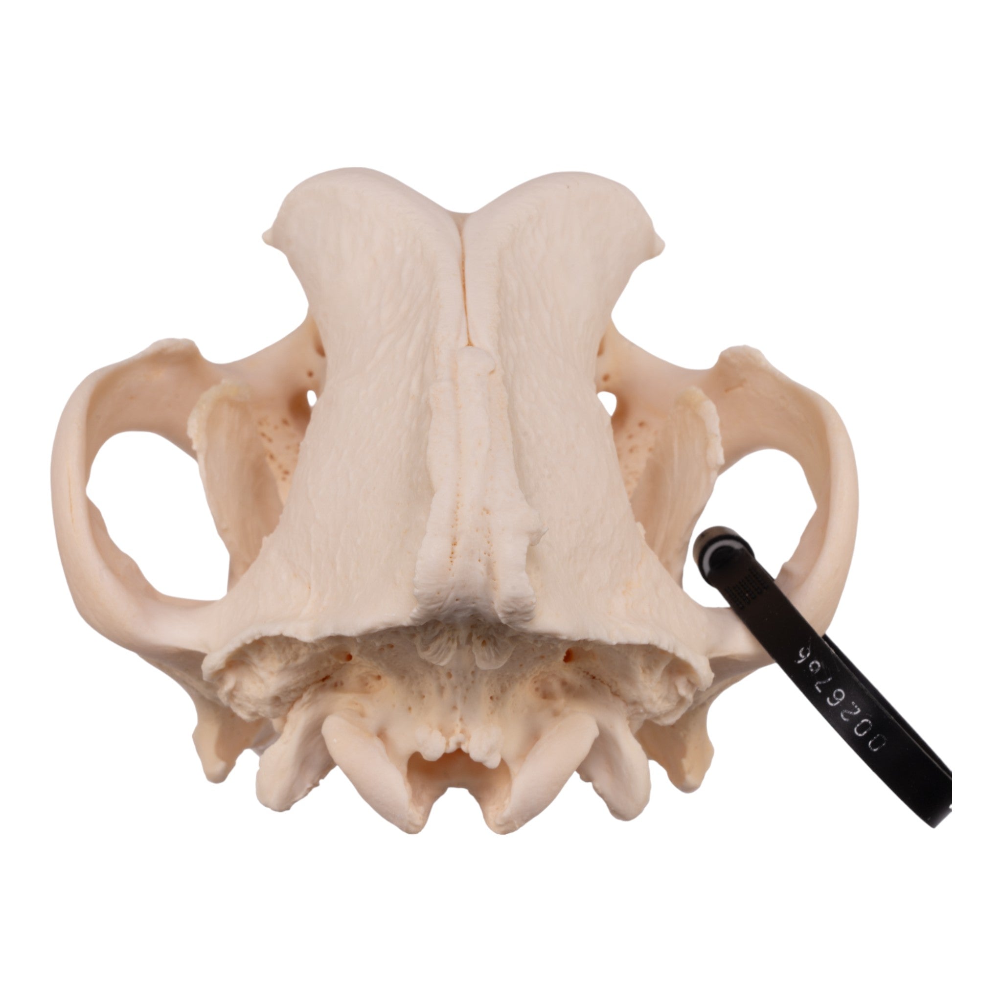 Authentic Great Dane Dog Skull Specimen - Real Domestic Canine Skull for Veterinary Study, Anatomy Education & Halloween Decor