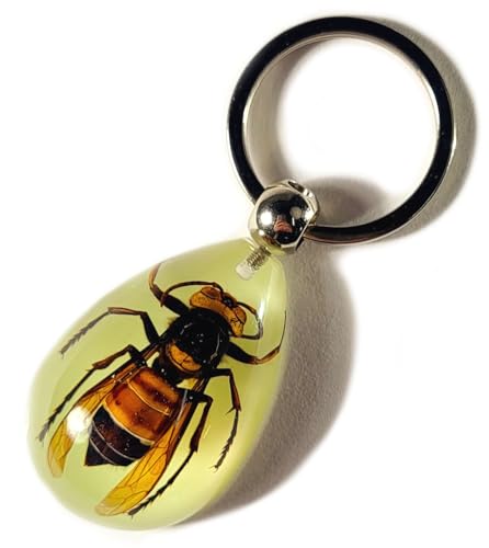 Asian Giant Hornet