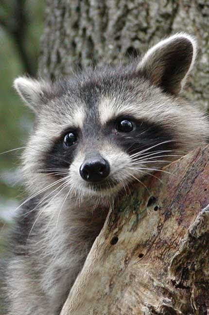 Raccoon Blank Journal - Lined Notebook for Writing & Sketching | Nodin Press Blank Journals | Perfect for Journaling, Note Taking & Creative Projects