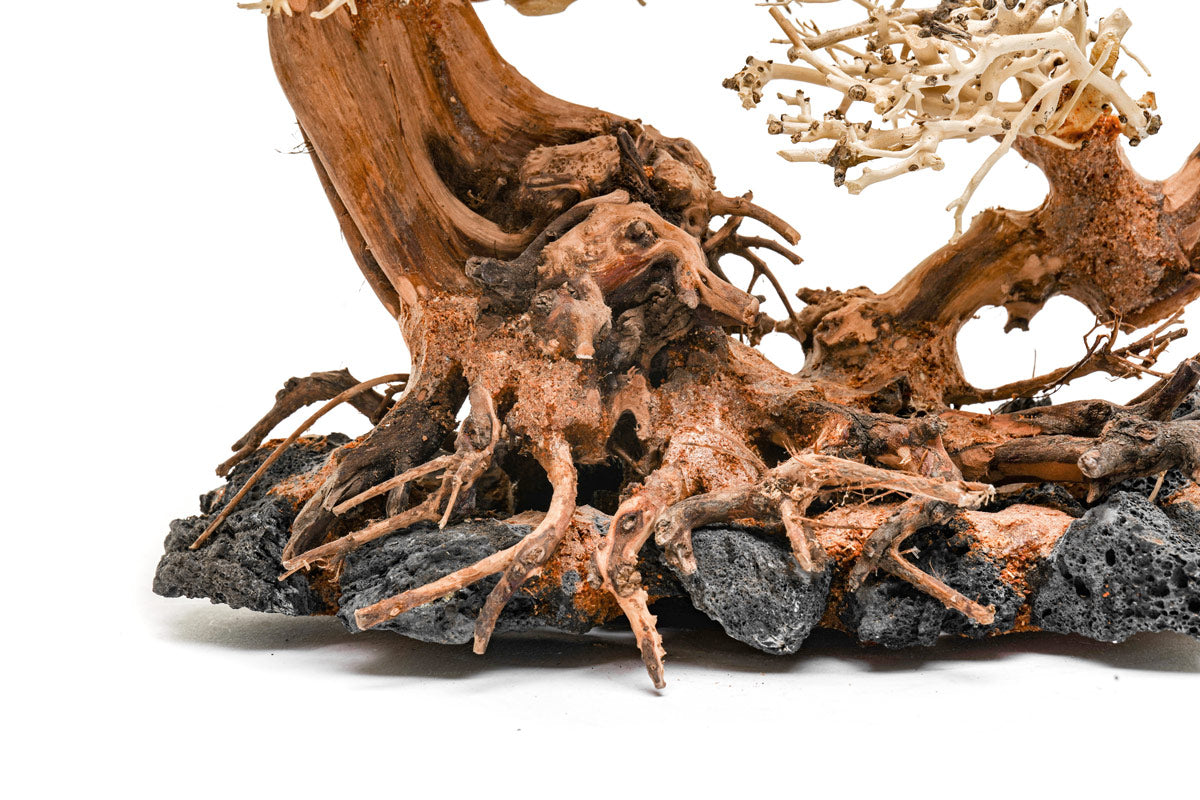 Uns Bonsai 011 - Premium Mini Bonsai Tree for Home & Office Decor | Perfect for Zen Gardens, Desk Decorations, and Gift Ideas