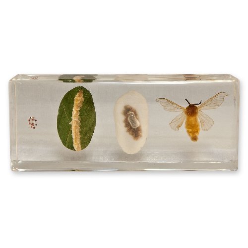 Life Cycle of a Silkworm - From Egg to Moth | Educational Science Kit for Kids | Perfect for Homeschooling & Classroom Biology Lessons