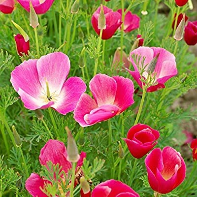 Carmine King California Poppy Seeds for Planting - 1000+ Non-GMO Heirloom Seeds (Eschscholzia californica) by Isla's Garden Seeds - Perfect for Home Gardens, Landscaping & Wildflower Meadows