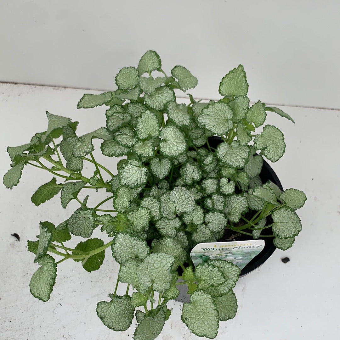 White Nancy Lamium - Shade-Tolerant Ground Cover Plant for Gardens & Landscaping | Perfect for Borders, Containers & Under Trees