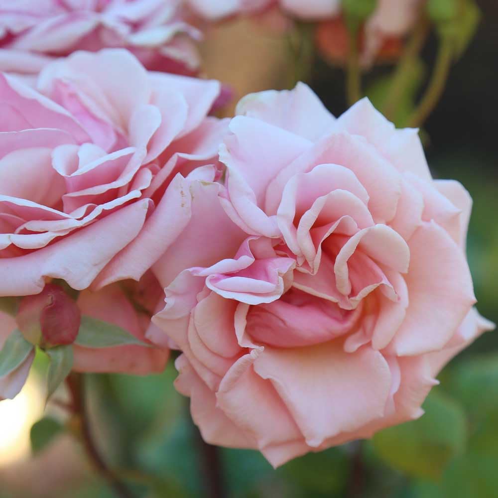 Heirloom Roses Mother of Pearl® Pink Grandiflora Rose Bush - Live Outdoor Flowering Plant for Gardens, Landscaping & Wedding Decorations