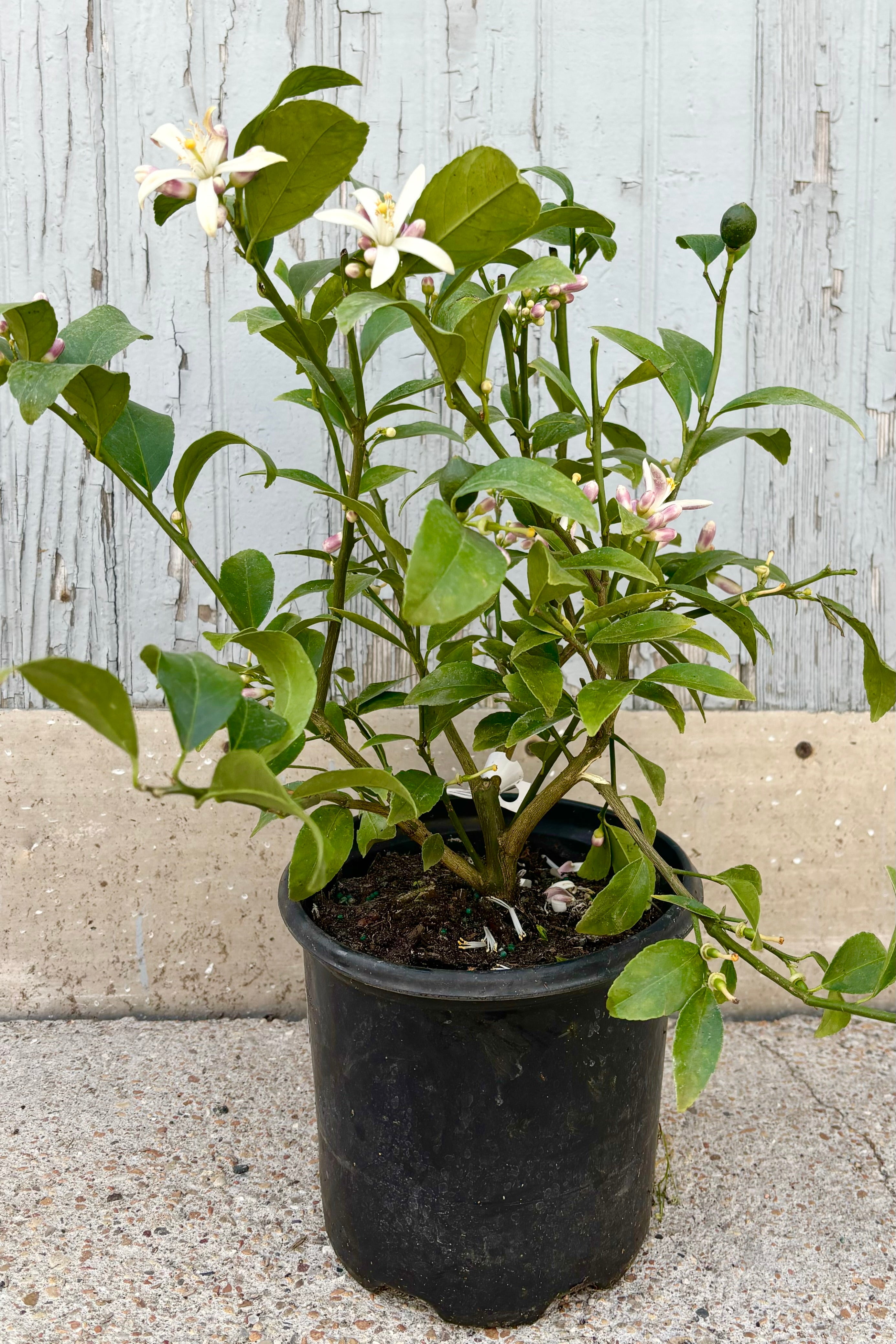Meyer Lemon Tree for Sale - Dwarf Citrus x meyeri Plant for Home Garden | Fresh Lemons for Cooking, Baking & Cocktails