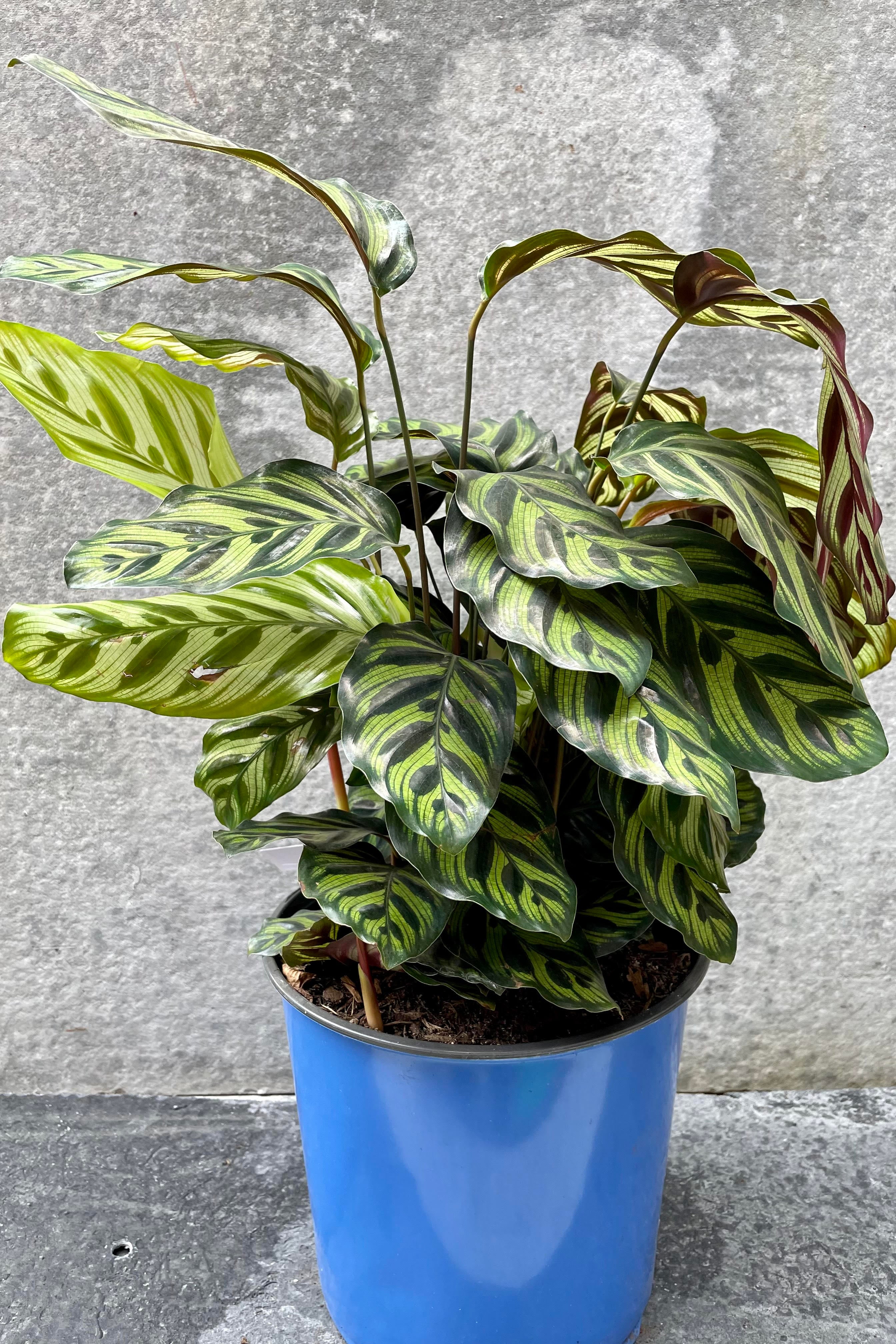 Calathea Makoyana (Peacock Plant) - 10