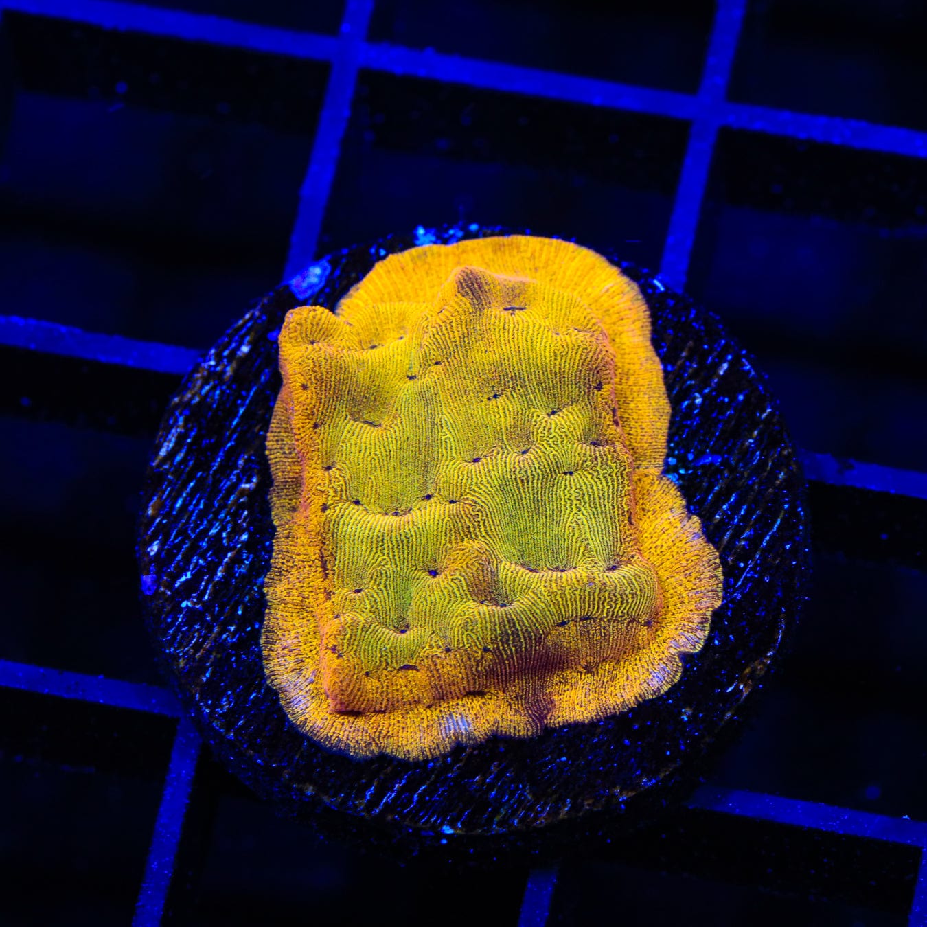 24K Gold Leptoseris Coral for Saltwater Aquariums - Premium Live Coral for Reef Tanks & Marine Aquascaping | Enhances Aquatic Beauty & Ecosystem