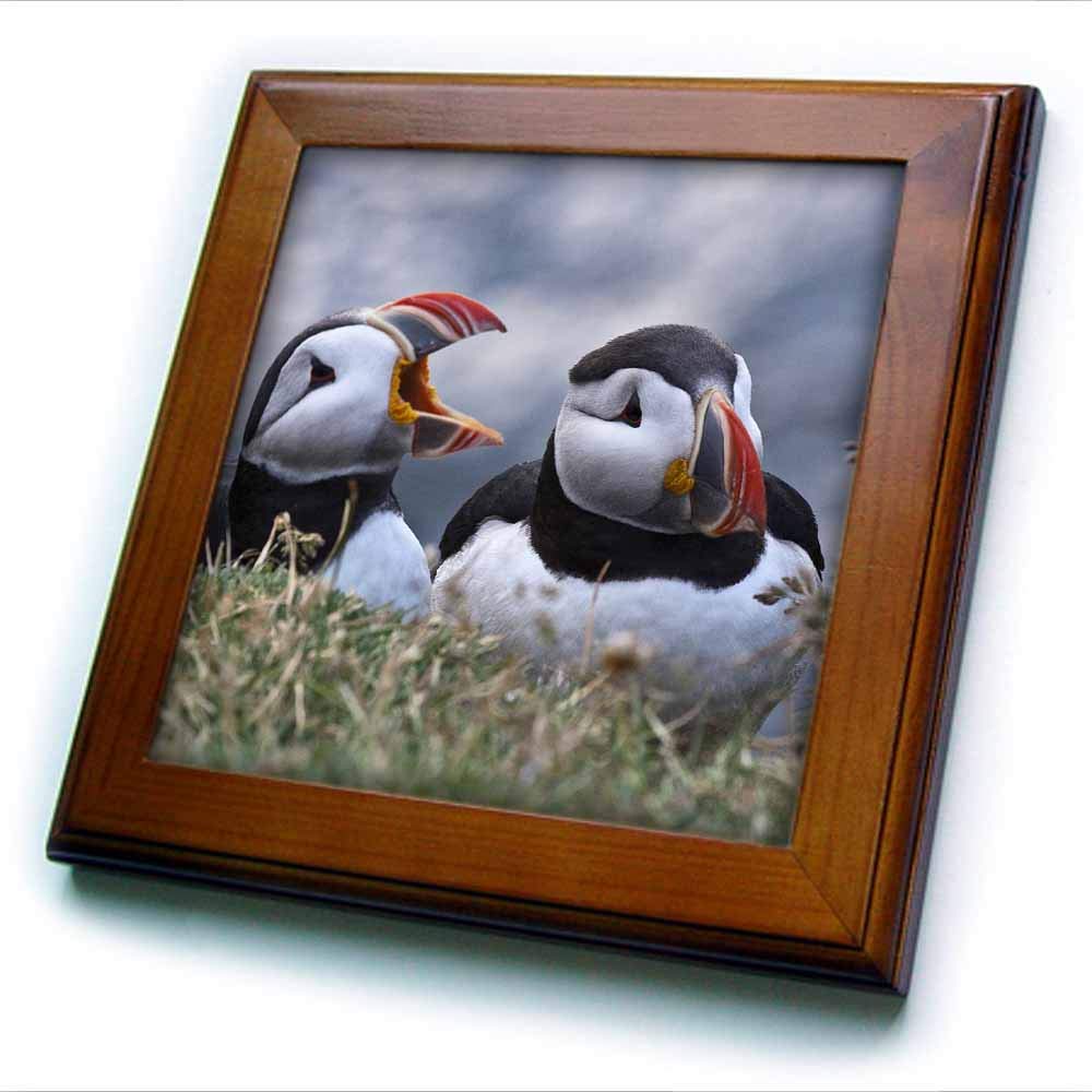 3D Rose Framed Tile - Stunning Iceland Breidavik Puffins Wall Art Decor | Perfect for Home, Office & Gift Giving