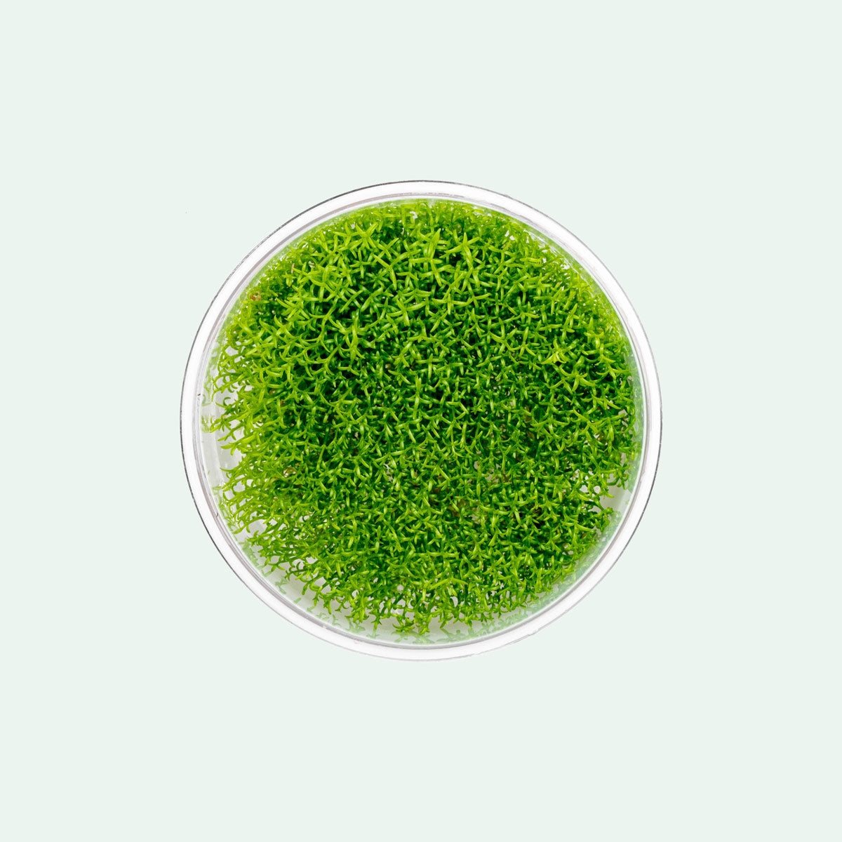Hedyotis Salzmannii (Snake Needle Grass) - Natural Herbal Supplement for Immune Support & Wellness | Perfect for Tea, Tinctures & Holistic Remedies