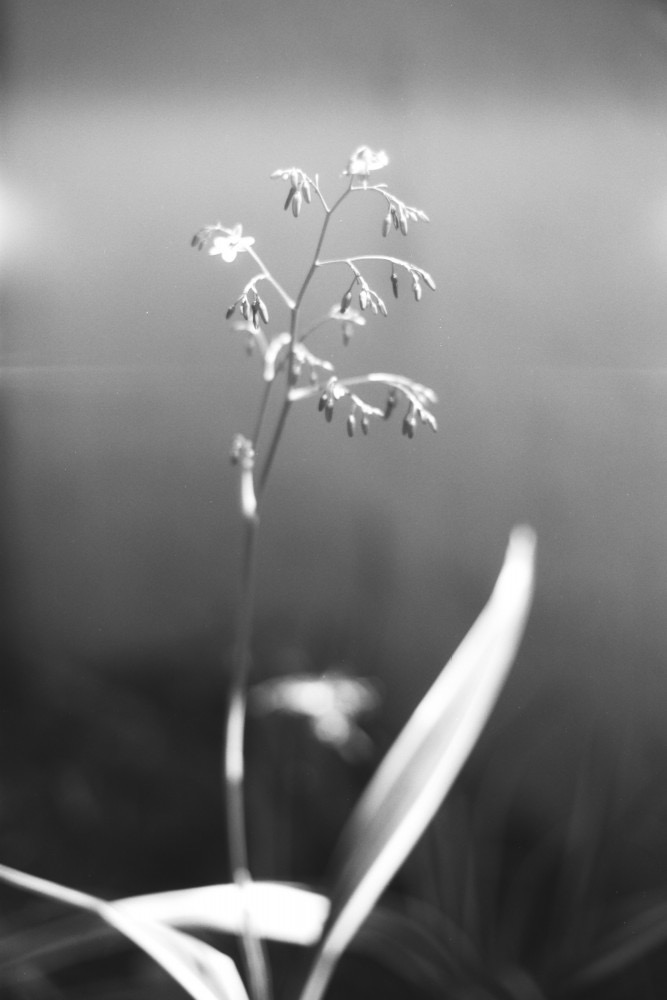 Babylon Kino B&W 35mm ISO 13 Black & White Film - Perfect for Vintage Photography, Street Shots & Artistic Projects