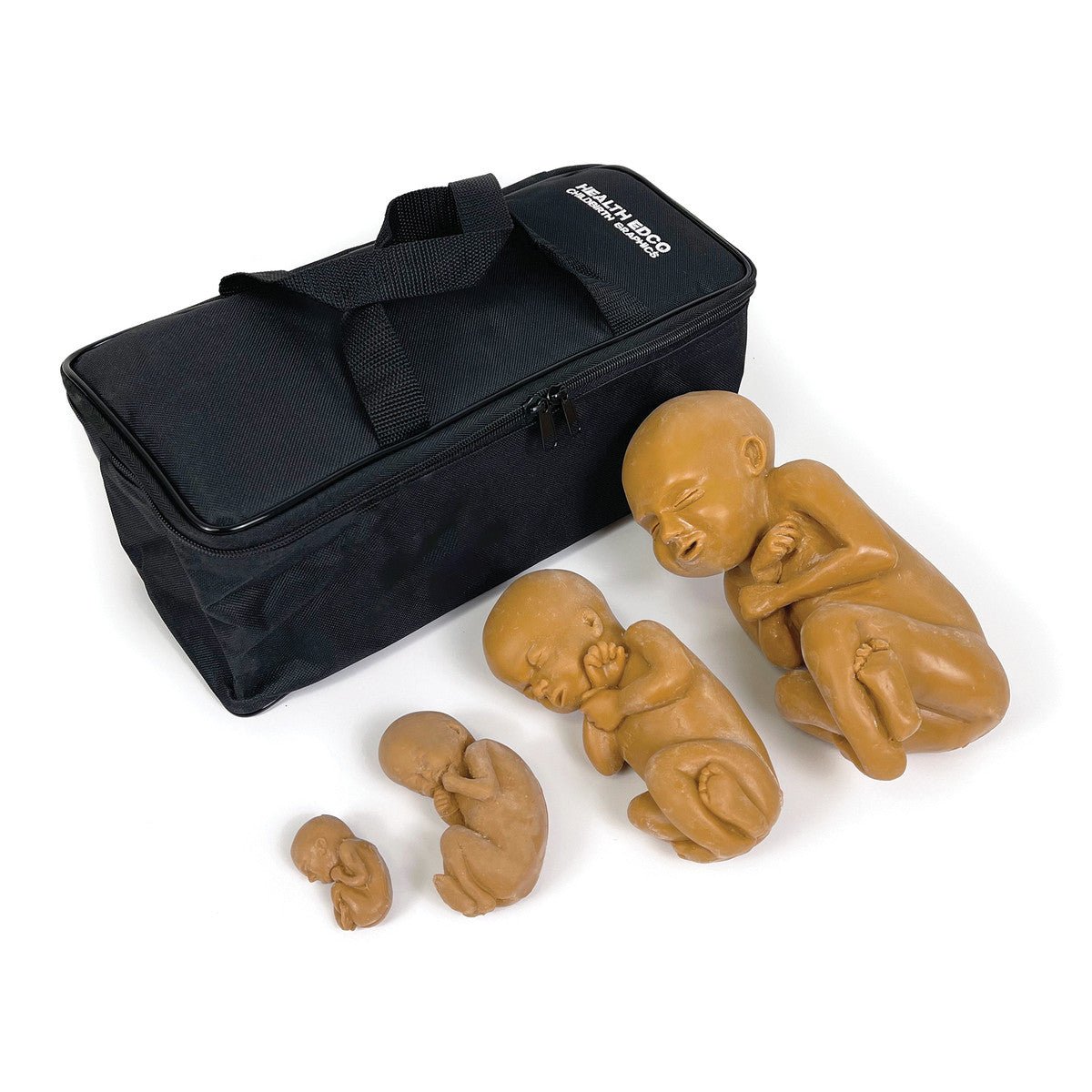 4-Piece Fetal Development Model Set - Anatomically Accurate Brown Baby Fetus Models for Medical Education, Nursing Training & Science Classrooms - Perfect for OBGYN Students, Midwives & Healthcare Professionals
