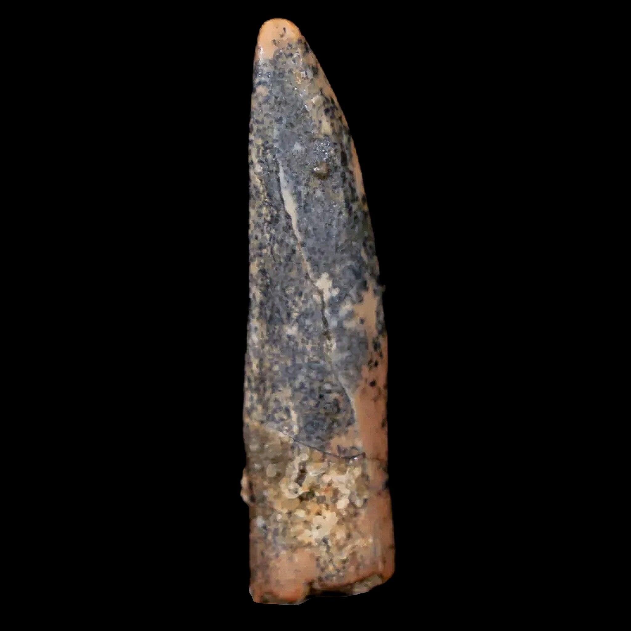 Authentic Pterosaur Coloborhynchus Fossil Tooth - Upper Cretaceous Era - Morocco Origin - Includes COA & Display Case - Perfect for Paleontology Collectors, Museum Displays & Educational Use