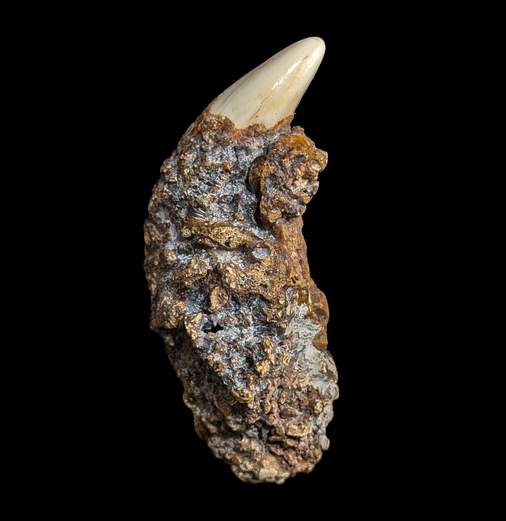 Authentic Fossil Cave Bear Canine Specimen - Genuine Ice Age Collectible for Paleontology Enthusiasts & Home Decor - Perfect for Museum Displays, Educational Projects, and Unique Gift Ideas