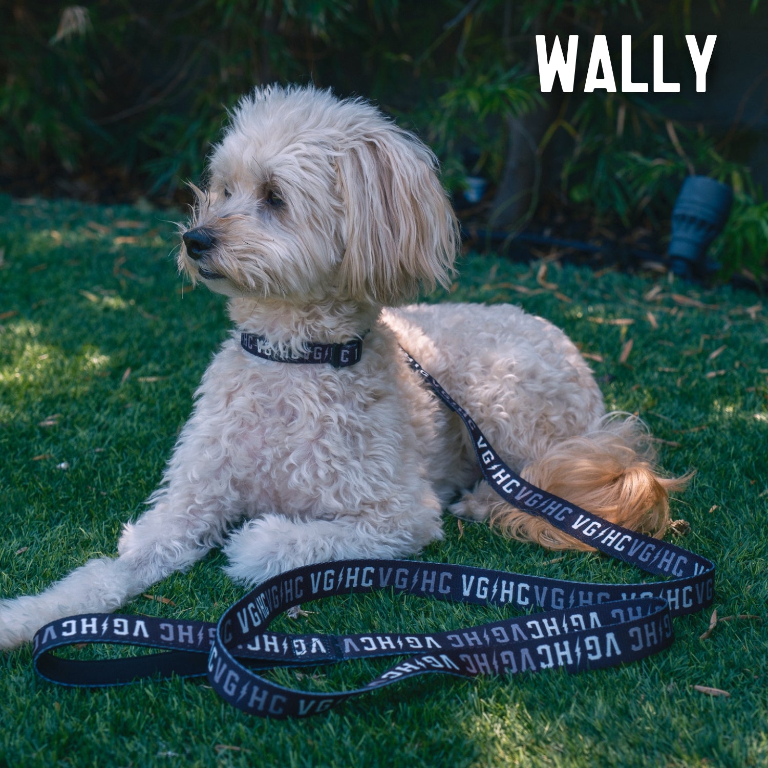 Durable and Adjustable Bolt Club Pet Leash for Dogs - Strong Reflective Nylon Dog Leash with Comfortable Padded Handle for Walking, Running, and Outdoor Adventures