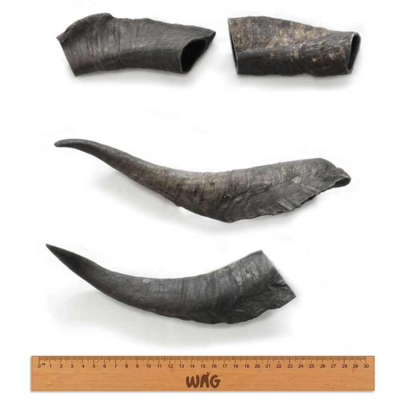 Premium Natural Goat Horn Chew Toy for Dogs - Medium Size | Long-Lasting Dental Chew for Aggressive Chewers | Perfect for Teething Puppies & Small to Medium Dogs | Indoor & Outdoor Use