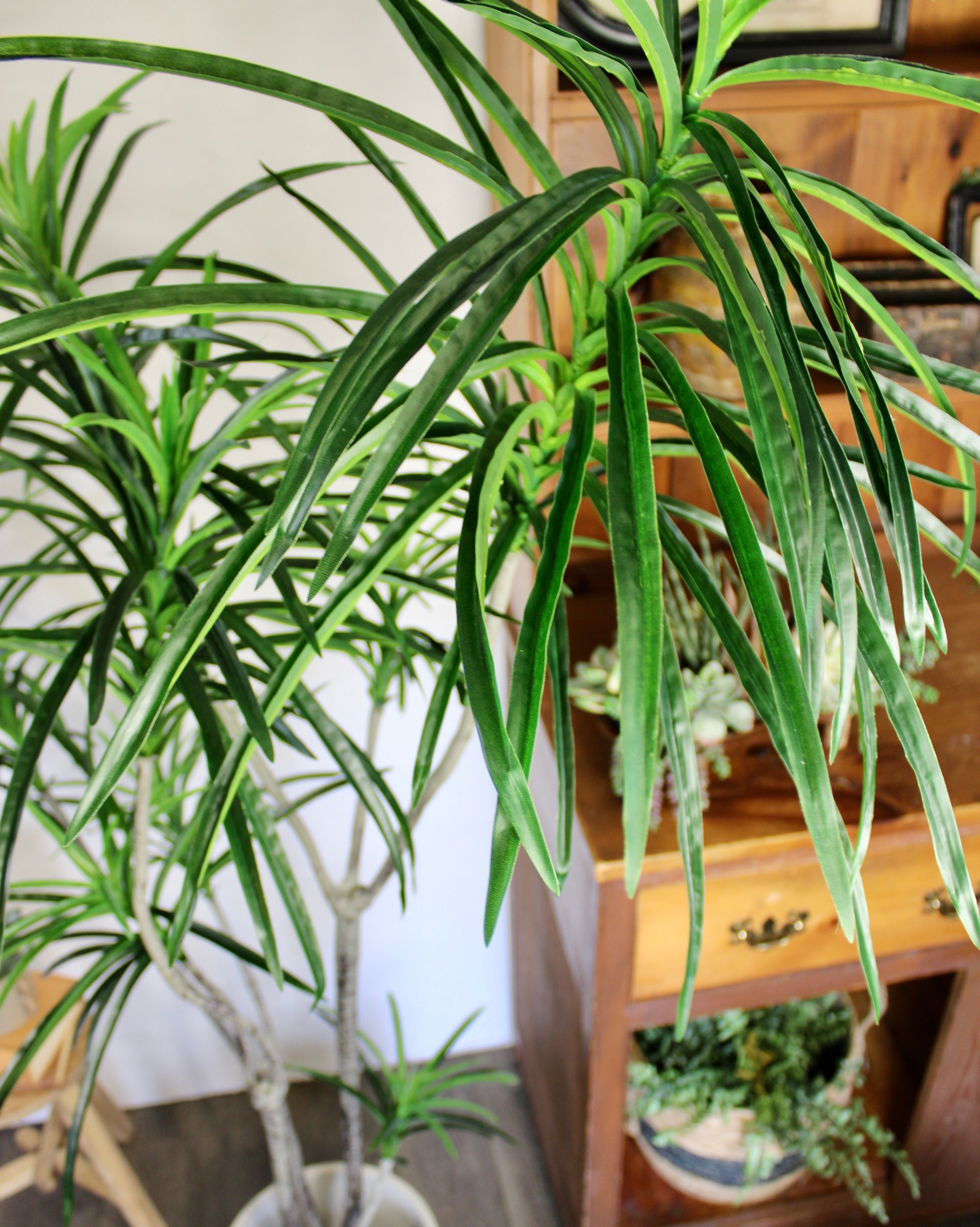 6' Dracaena Tree - Indoor Potted Plant for Home & Office Decor - Perfect for Living Room, Bedroom, or Workspace