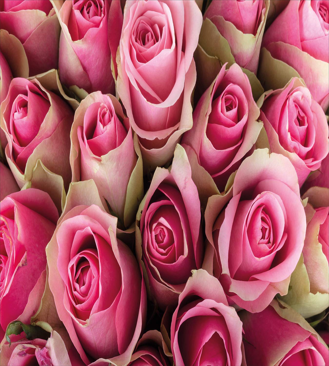 Ambesonne Rose Duvet Cover Set - Blooming Pink Roses Bridal Bouquet Romantic 3-Piece Bedding Set with 2 Pillow Shams, California King Size, Pale Green & Pink Floral Design | Perfect for Valentine's Day, Wedding Gift, Master Bedroom Decor, and Romantic Home Styling