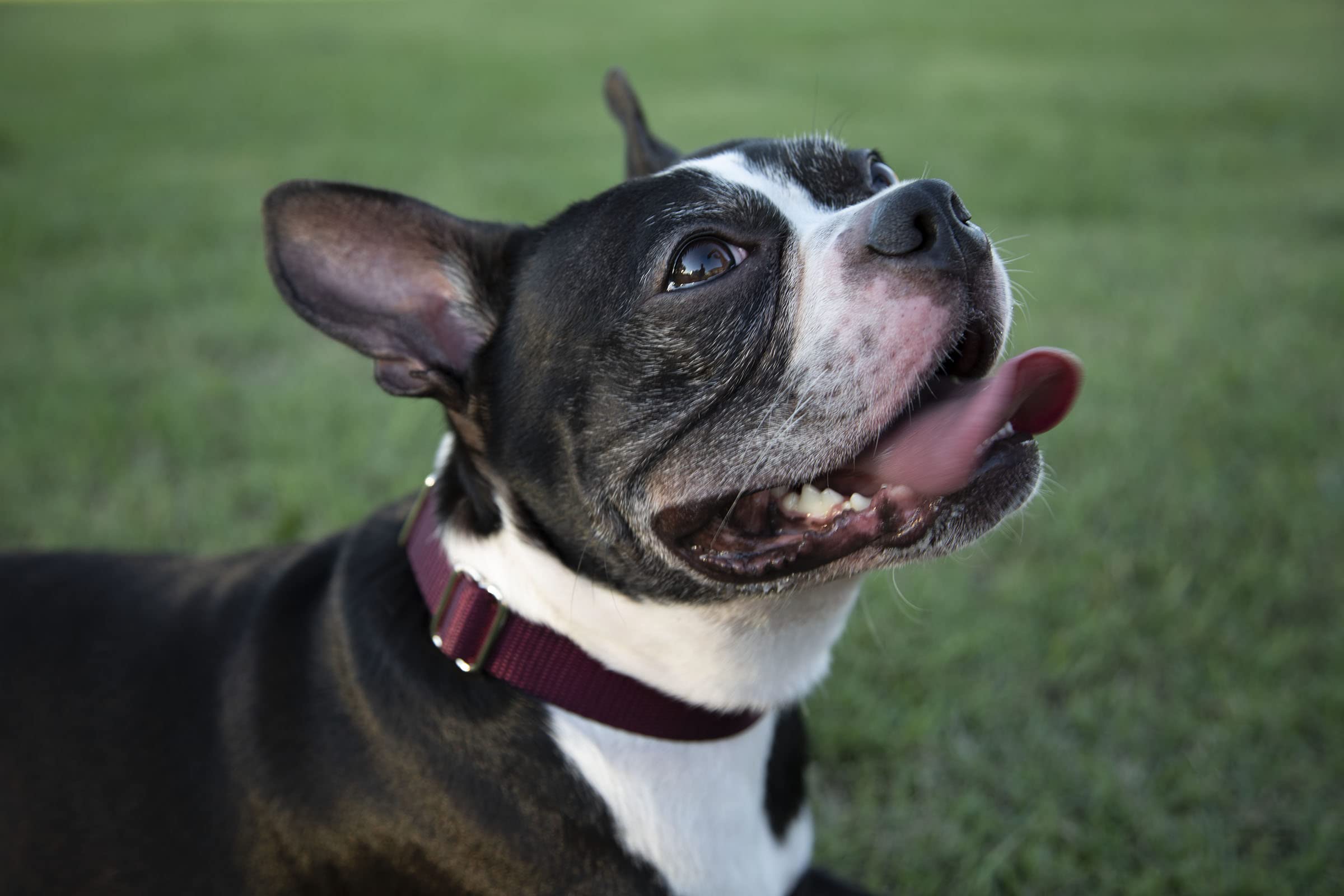 Country Brook Petz Premium Nylon Dog Collar and Leash Set - Adjustable for Small, Medium & Large Dogs, 3/4 Inch Width, Burgundy (30+ Vibrant Colors) - Perfect for Walking, Training & Outdoor Adventures