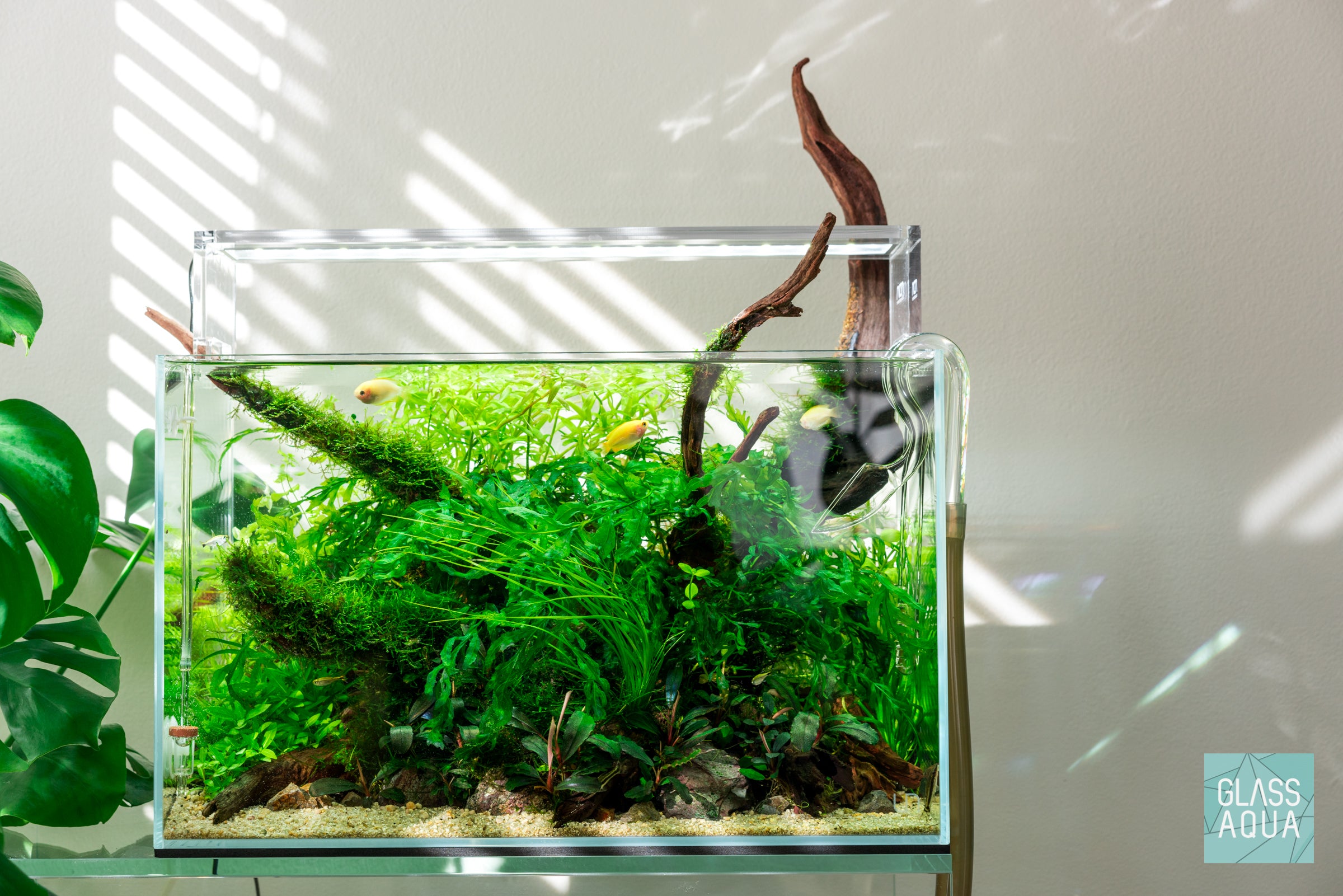 Premium Christmas Moss Tissue Culture Aquatic Plant - Ideal for Aquascaping, Nano Tanks & Shrimp Habitats