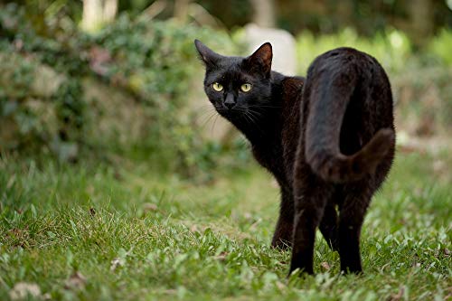 1000-Piece Wooden Jigsaw Puzzle - Black Cat in Bush - Challenging Puzzle for Adults & Kids | Perfect for Family Game Night & Stress Relief