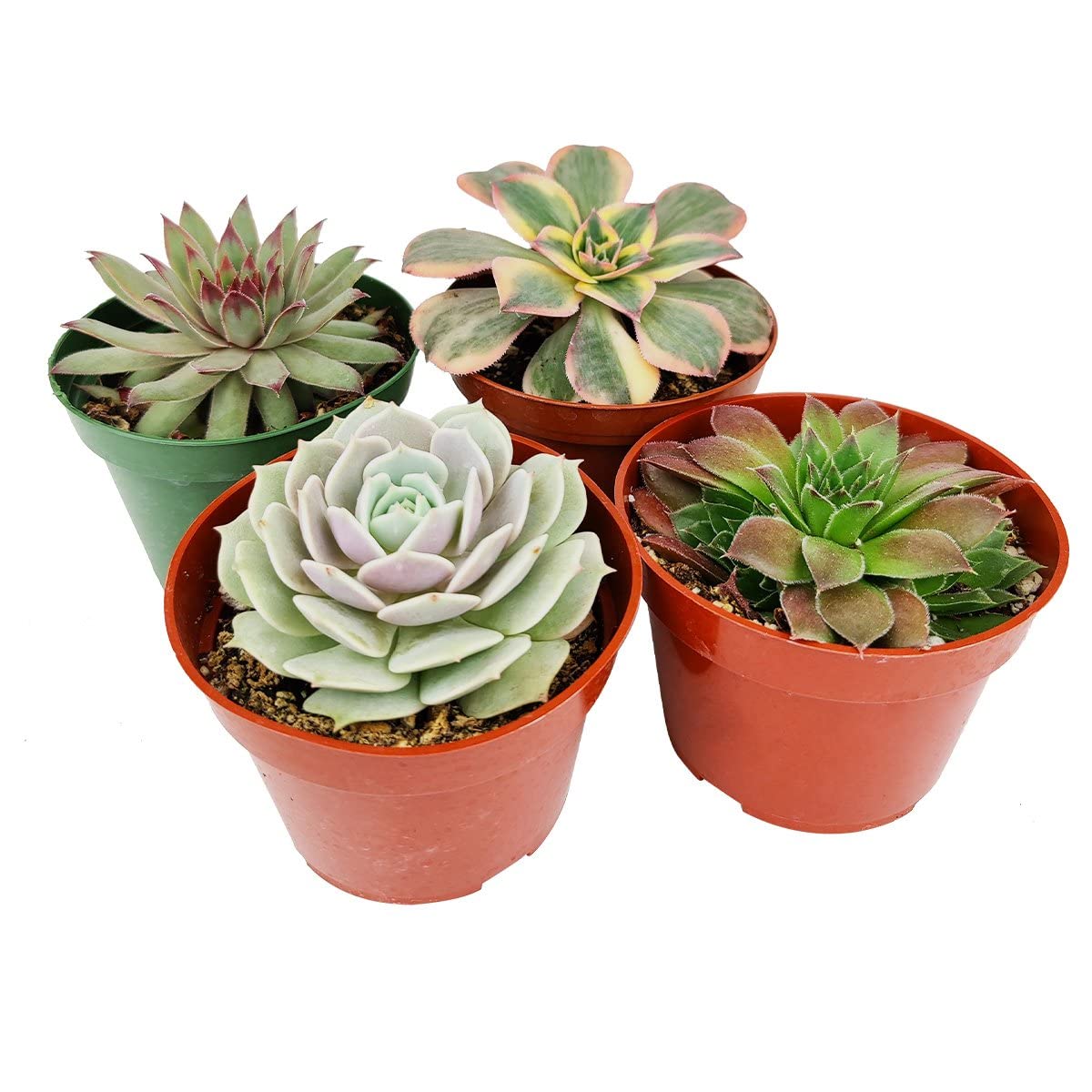 4