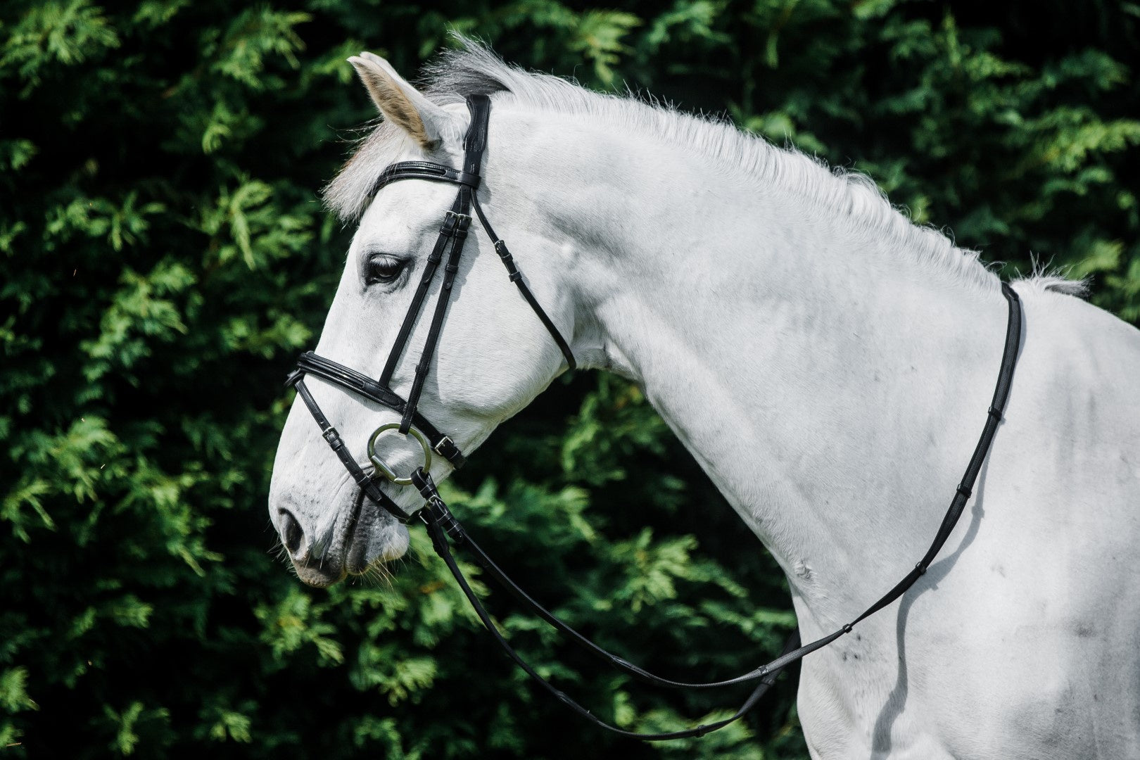 Cavallino Anatomical Padded Bridle for Horses - Black Patent Leather Design | Comfortable & Durable for Dressage, Jumping & Trail Riding