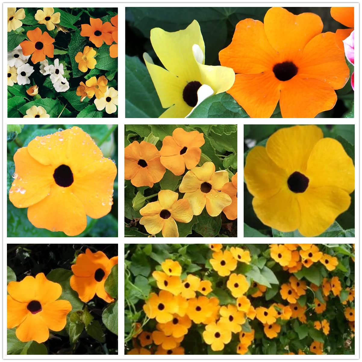 Black Eyed Susan Vine Seeds Mix - Orange, Yellow & White Flowers (200 Seeds) for Garden, Trellis & Container Planting - Attracts Butterflies & Pollinators