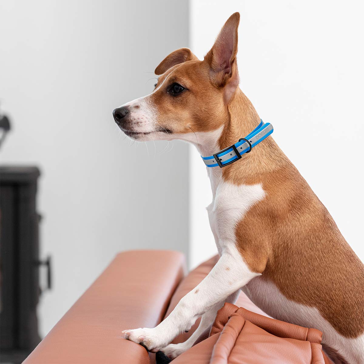 Premium Reflective Waterproof Dog Collar - Biothane Translucent with Black Hardware | Odor-Proof & Easy Clean | Small, Medium & Large Sizes (1