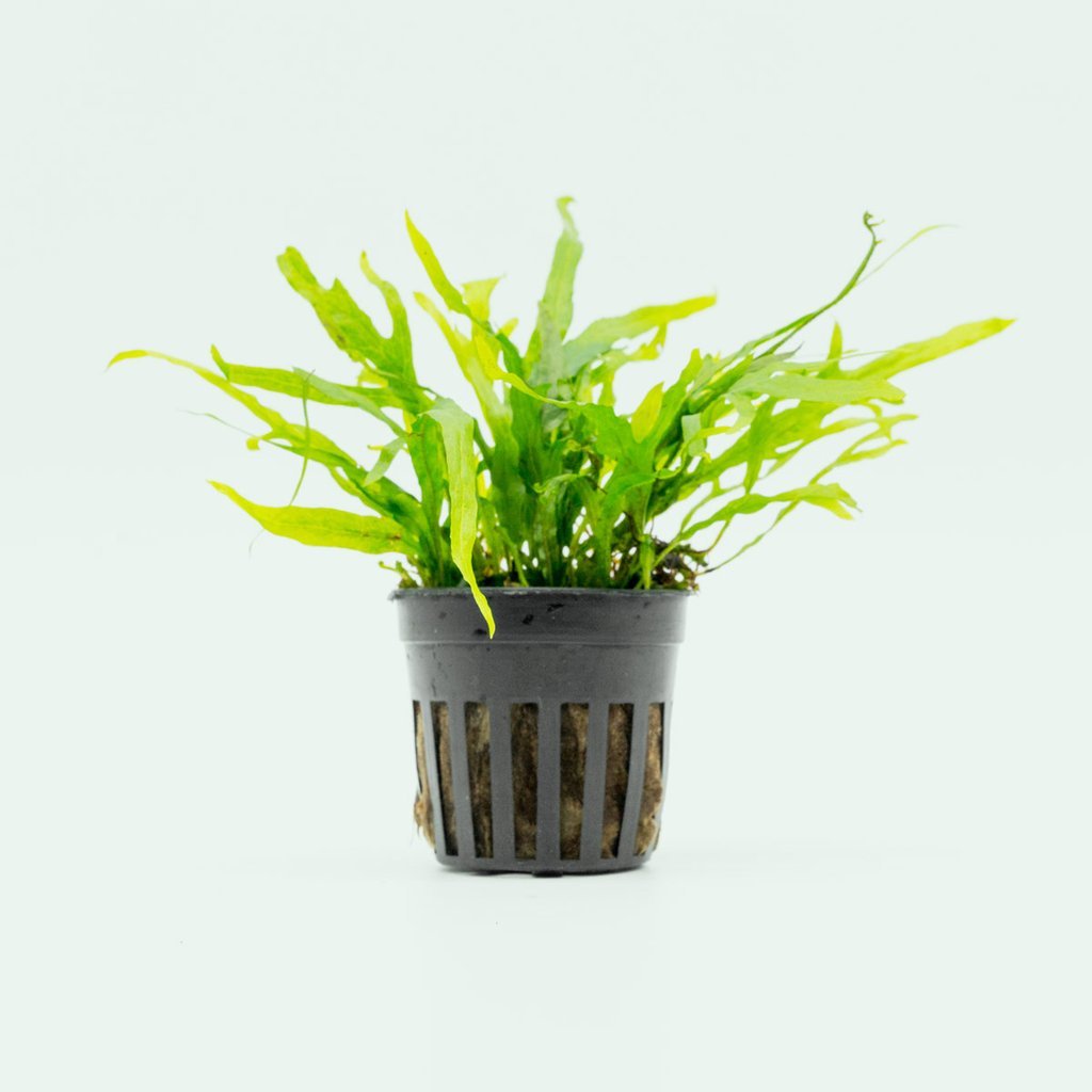 TCulture Microsorum Trident Mini Aquatic Plant for Aquarium - Live Freshwater Fern in Pot - Perfect for Fish Tanks, Terrariums & Aquascaping