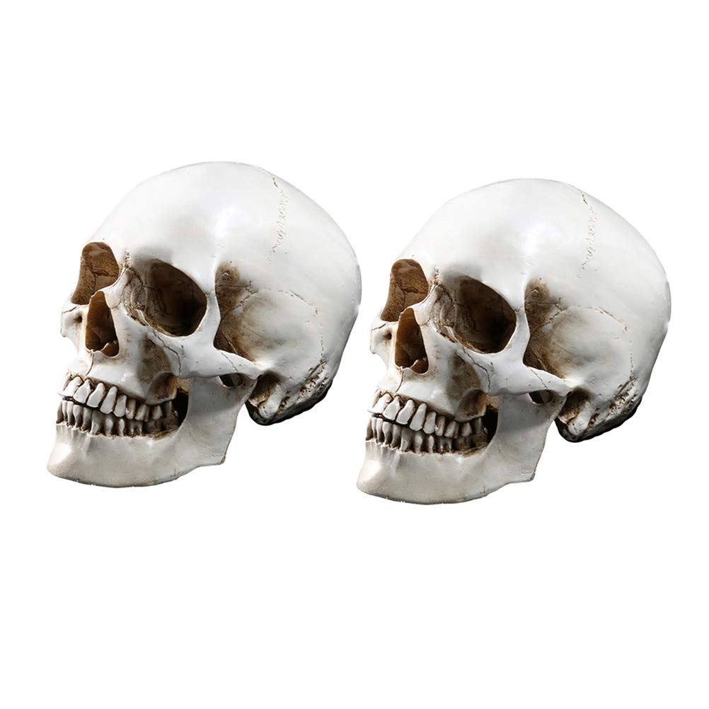 Amosfun 2Pcs Life Size Human Skull Model - Medical Anatomical Replica for Teaching, Study & Halloween Decor - Durable Resin Skeleton for Doctors, Students & Home Decoration | Perfect for Classrooms, Labs & Spooky Parties