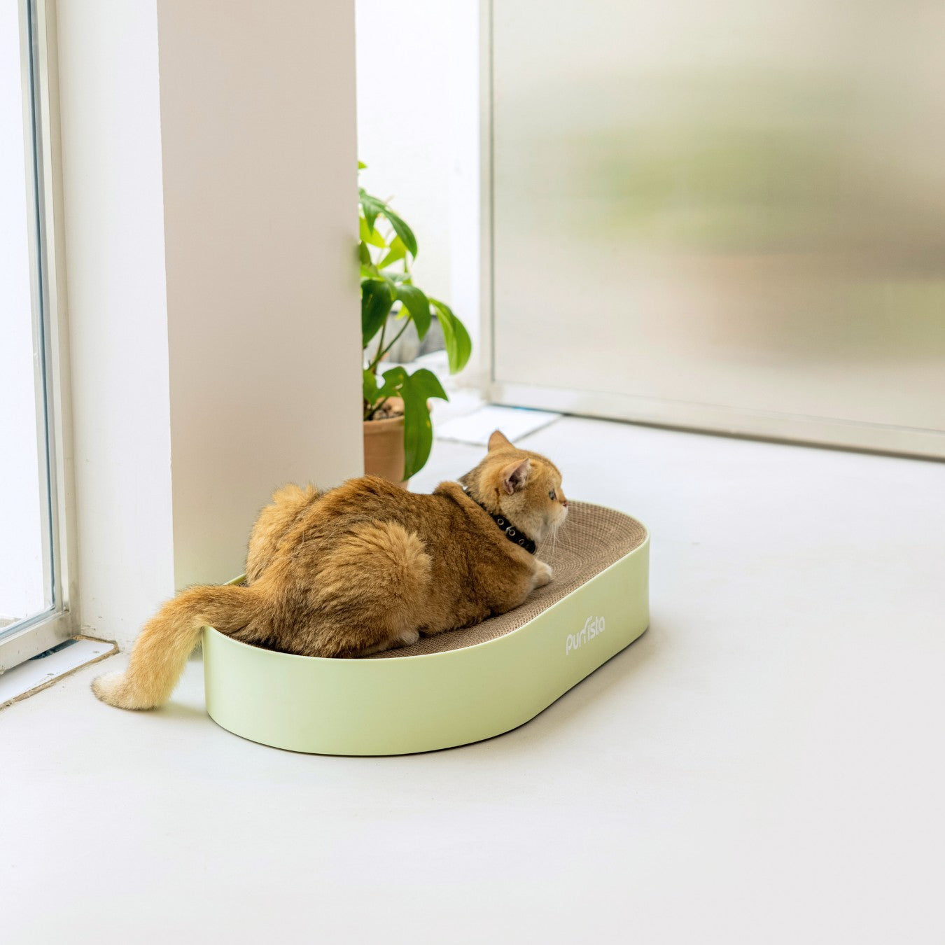 Purrista XL Curved Cat Scratching Board - Green Large Scratch Post for Indoor Cats | Perfect for Living Room, Bedroom & Office Use