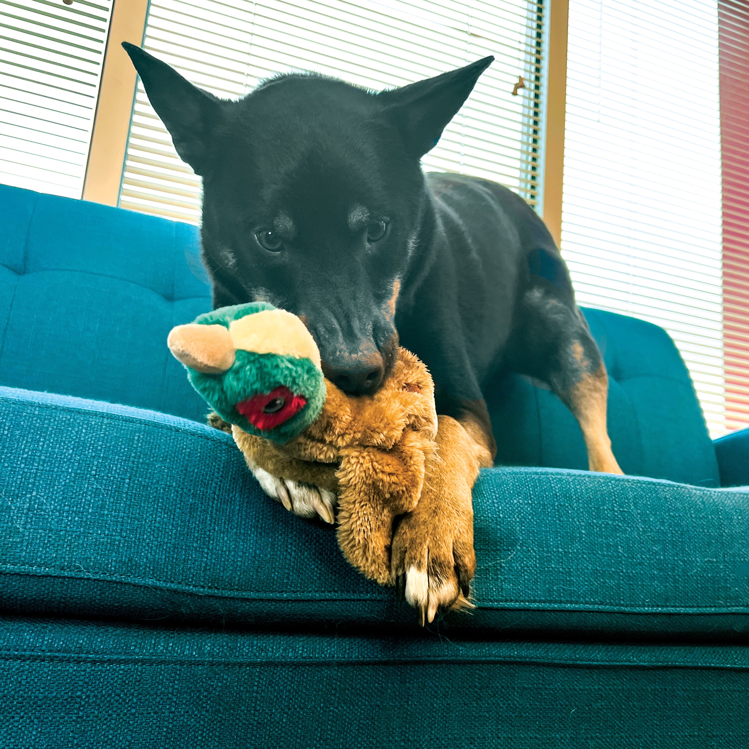 Wild Low Stuff Kong Pheasant Plush Toy - Soft & Cuddly Stuffed Animal for Kids, Perfect for Gifts, Nursery Decor, and Playtime Comfort