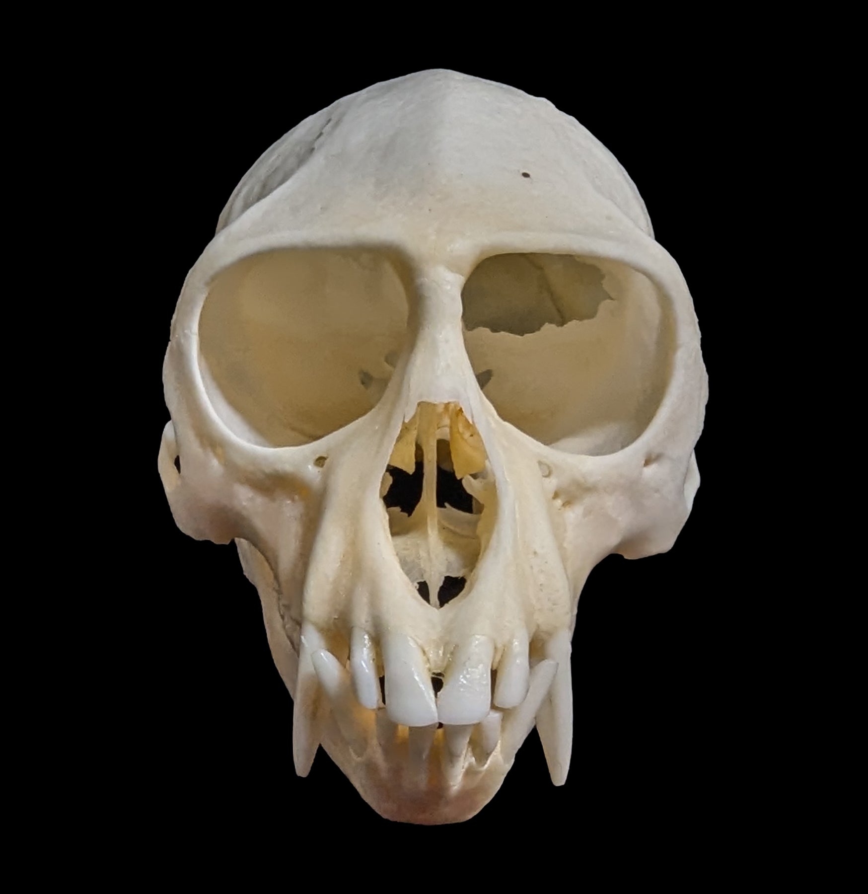 Vervet Monkey Skull Replica - Realistic Animal Skull Model for Science Education, Halloween Decor & Taxidermy Display - Perfect for Classroom, Museum & Gothic Home Decor