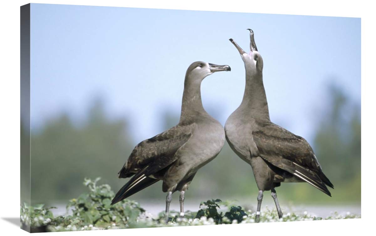 20 x 30 Inch Black-Footed Albatross Courtship Dance Art Print - Midway Atoll Hawaii Wildlife Photography by Tui De Roy - Perfect for Home Decor, Office Wall Art & Nature Lovers Gift