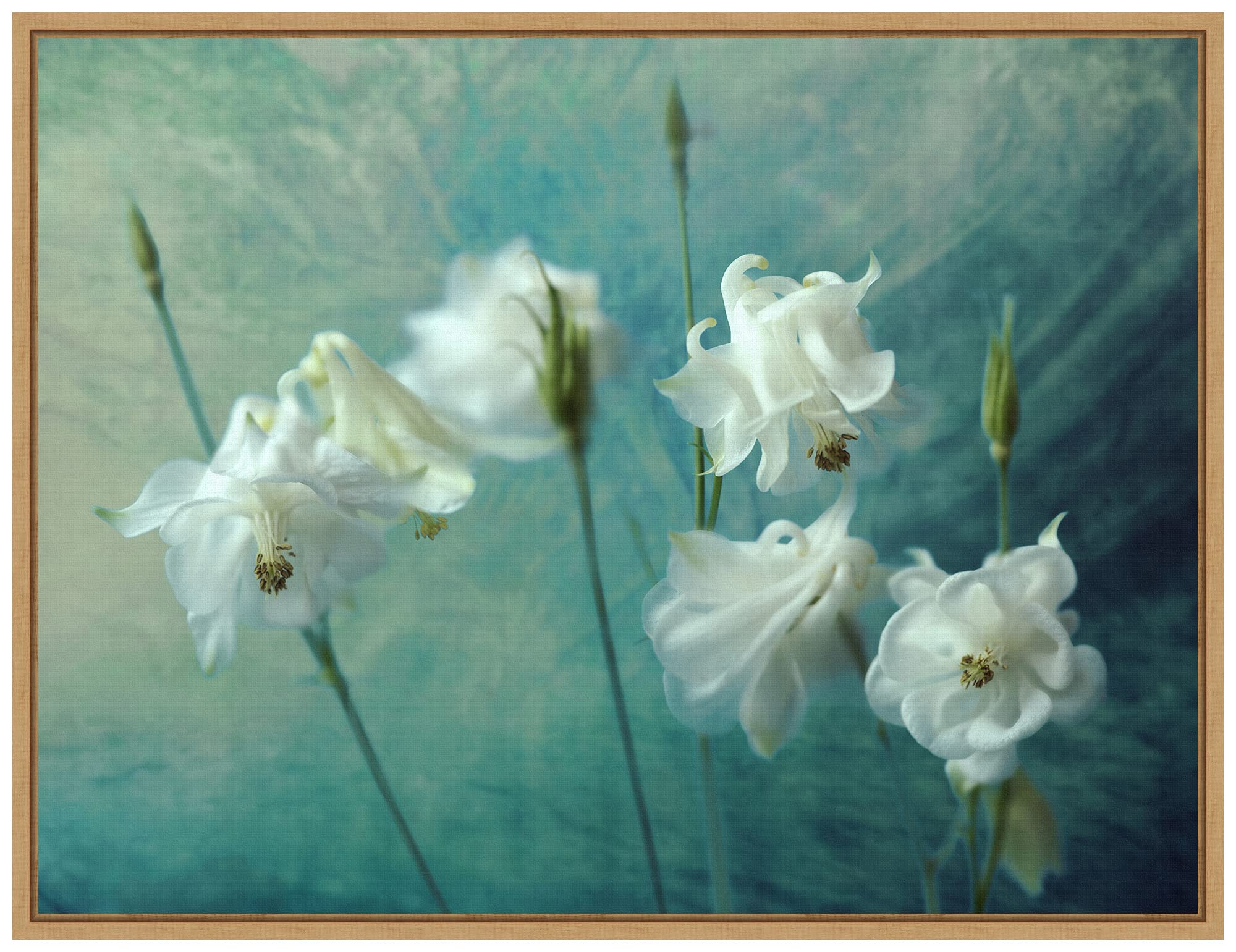 Amanti Art Framed Canvas Wall Art Print - Crowns of Thorns (White Flowers) by Mike Kreiten | 24x18 Inches | Sylvie Maple Frame | Home & Office Decor | Perfect for Living Room, Bedroom or Office Wall Decor