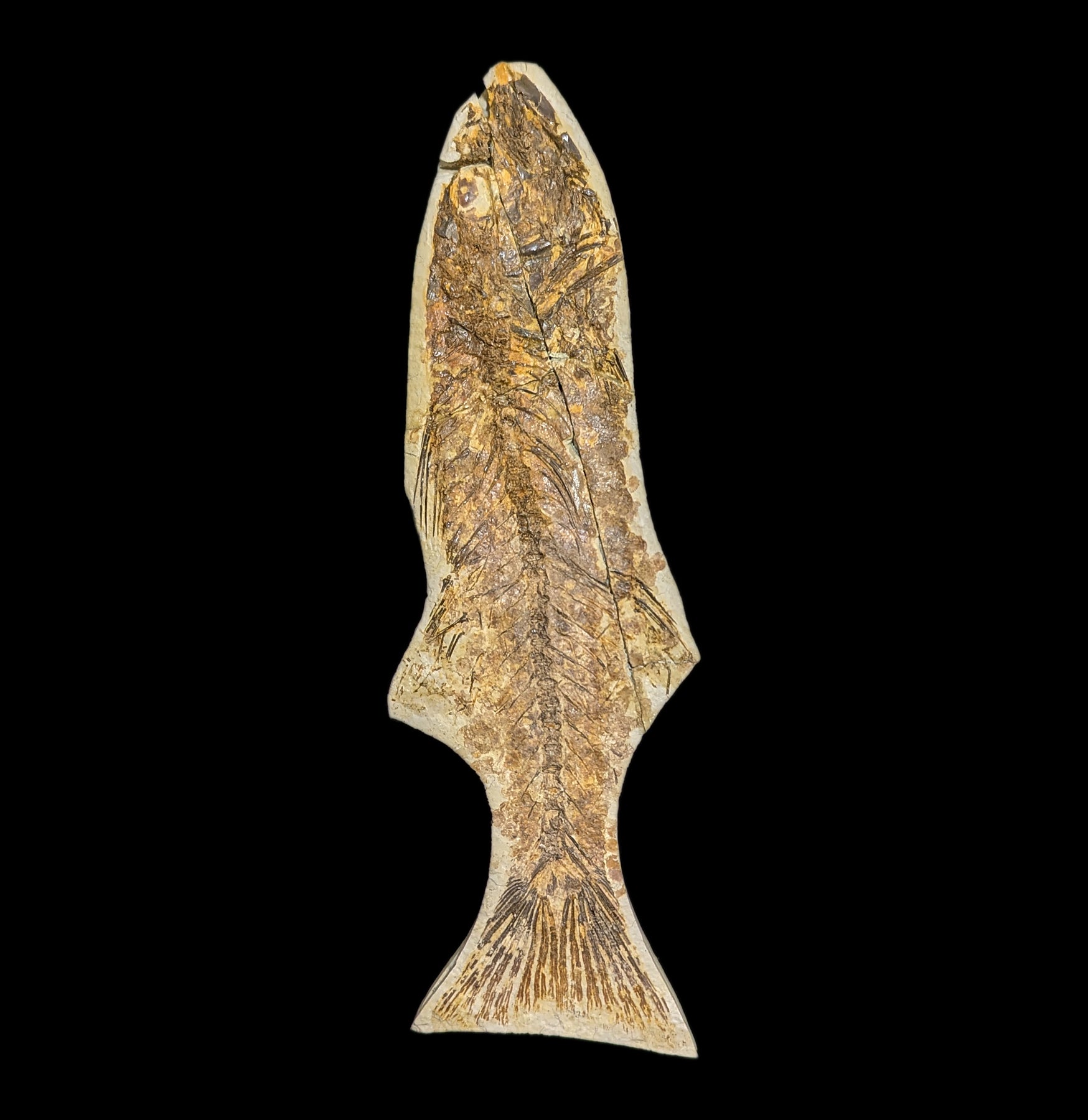 Premium Mioplosus Labracoides Fossil Fish Plate - Authentic Prehistoric Fish Fossil Specimen for Collectors, Museums & Home Decor - Perfect for Paleontology Displays & Educational Use