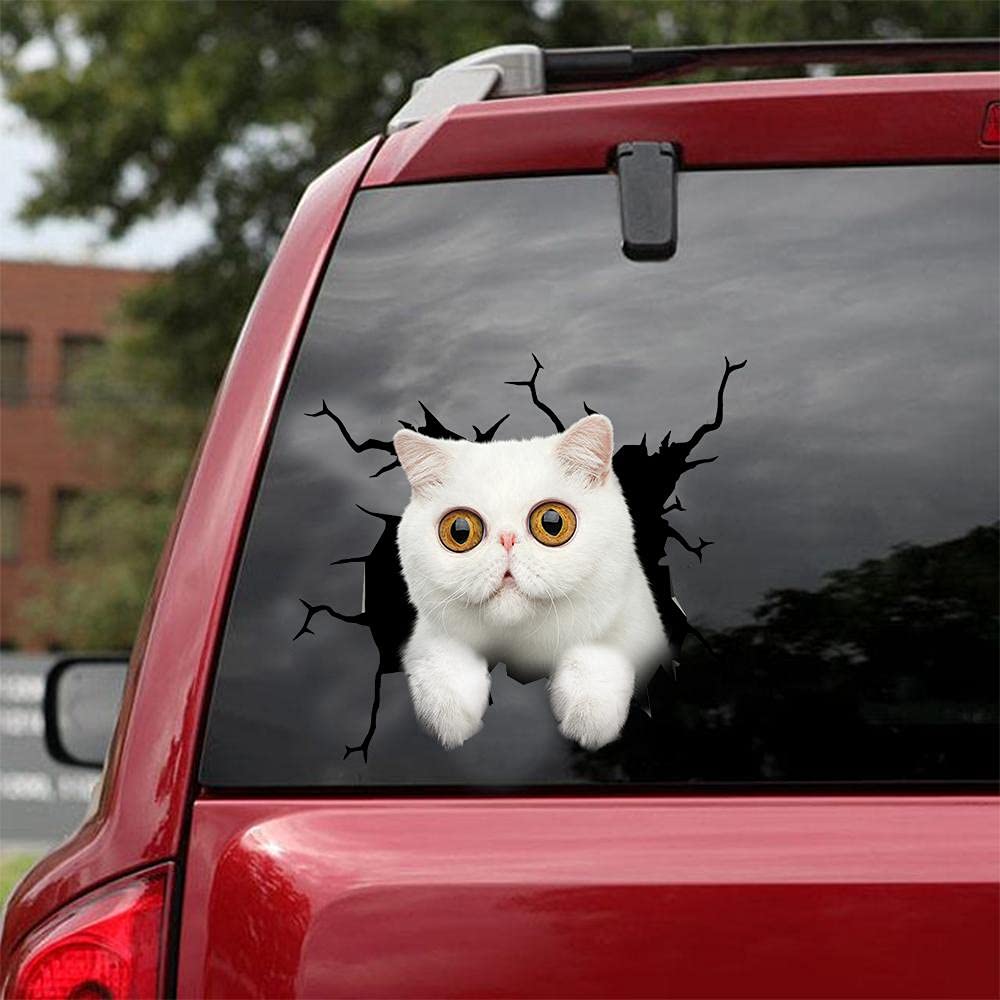 Exotic Shorthair Cat Car Decals - 2 Pack 8x8 Inch Funny Window Stickers for Trucks, SUVs & RVs - Durable Vinyl Ocean-Themed Vehicle Decoration - Perfect for Pet Lovers & Beach Vacation Vibes