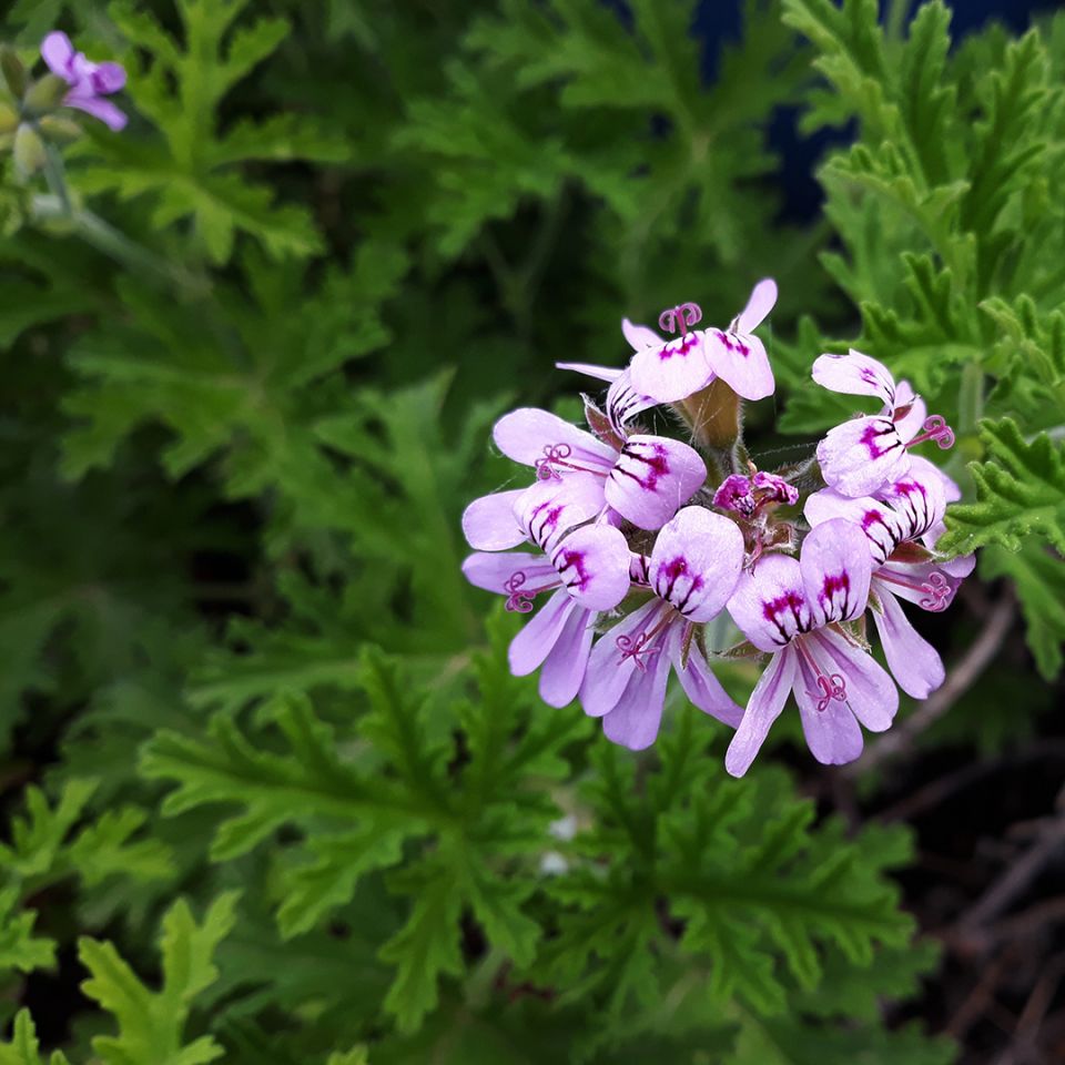 Organic Rose Geranium Essential Oil (Pelargonium Graveolens var. Roseum) - 100% Pure, Natural Aromatherapy Oil for Relaxation, Skincare & Home Fragrance