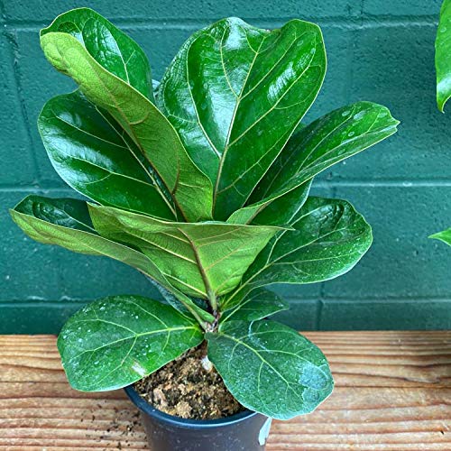 Fiddle Leaf Fig Tree - 10 Live Ficus Lyrata Plants in 4 Inch Pots - Easy to Grow Indoor Houseplant for Home Office Decor & Air Purification - Perfect for Living Room, Bedroom, or Workspace