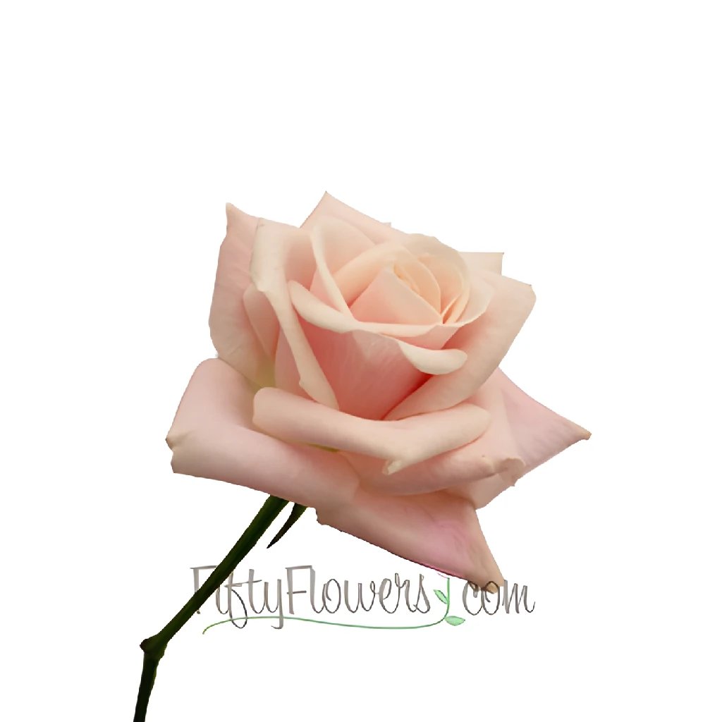 Elegant Ballet Blonde Sweetheart Roses - Perfect for Weddings, Anniversaries & Romantic Gifts