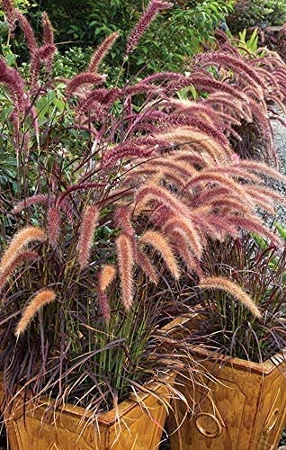 40 Live Red Fountain Grass Plants (Pennisetum Setaceum Rubrum) - Blooming Ornamental Grass for Landscaping, Garden Borders & Container Planting