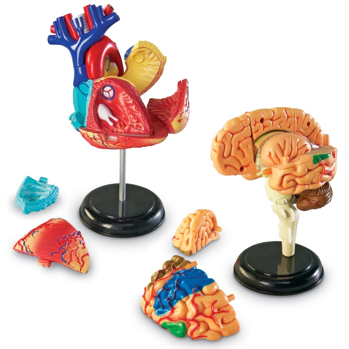 Human Anatomy Models Set - Detailed 3D Organ & Skeleton Models for Medical Students, Doctors & Science Enthusiasts | Perfect for Classroom Learning, Medical Training & Home Study