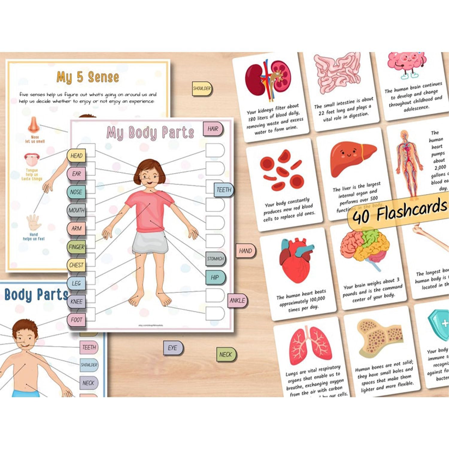 Interactive Human Anatomy Busy Book for Kids - Preschool Learning Toy with Organ Matching Game | Discover Body Secrets | Perfect for Homeschool Science & Montessori Education