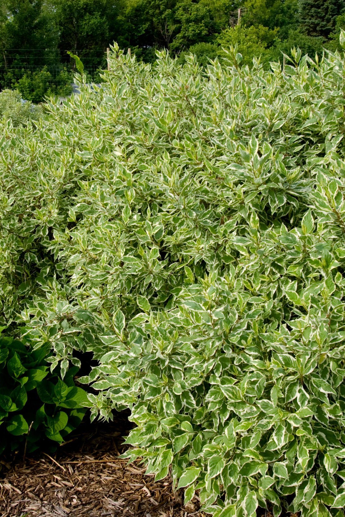 Ivory Halo Dogwood (Cornus alba) - #2 Container Size | Beautiful Variegated Foliage & Red Stems | Perfect for Landscaping, Hedges, and Winter Gardens