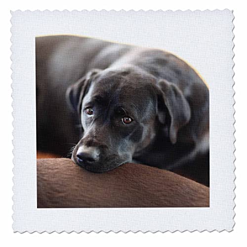 Cute Black Labrador Retriever Face Pet Dog Photo