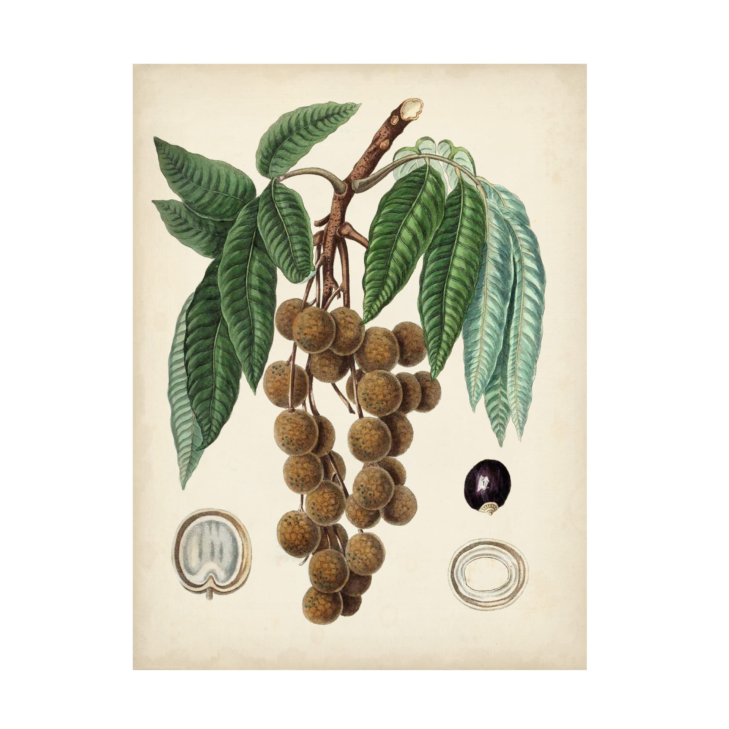 Trademark Fine Art 'Antique Foliage and Fruit III' Canvas Wall Art Print by Vision Studio - Vintage Botanical Decor for Living Room, Bedroom & Office