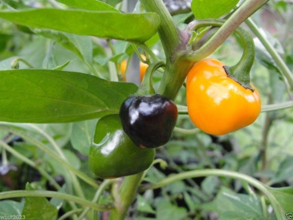 Golden Nugget Hot Pepper Seeds (20 Pack) - Beautiful Purple to Green to Orange Color Changing Peppers - Spicy & Flavorful - Perfect for Home Gardens, Cooking, and Hot Sauce Making