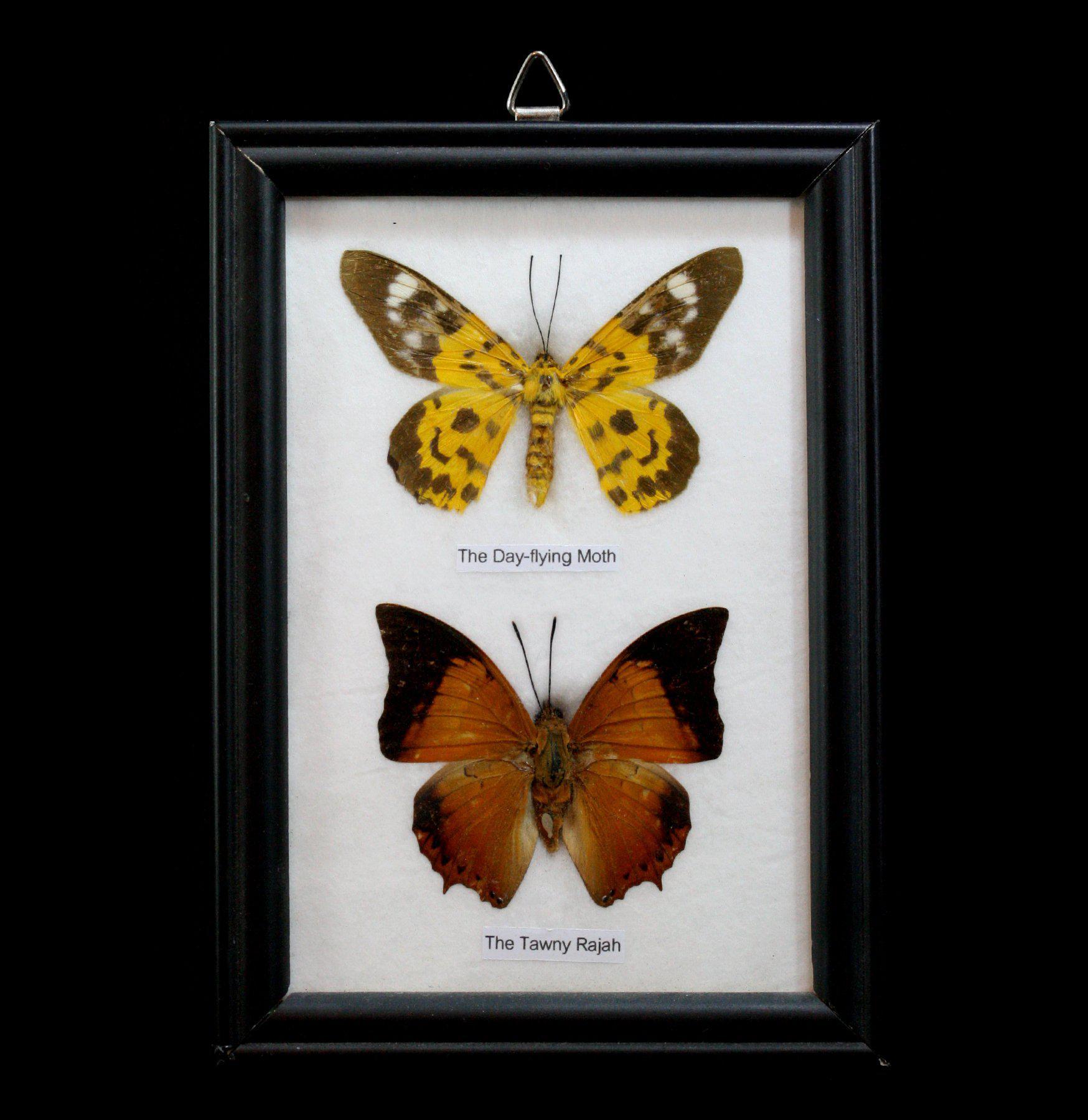 Framed Butterflies Display - Two Riker Mounted Specimens for Home Decor, Gifts & Entomology Collections | Perfect for Wall Art, Science Classrooms & Nature Lovers