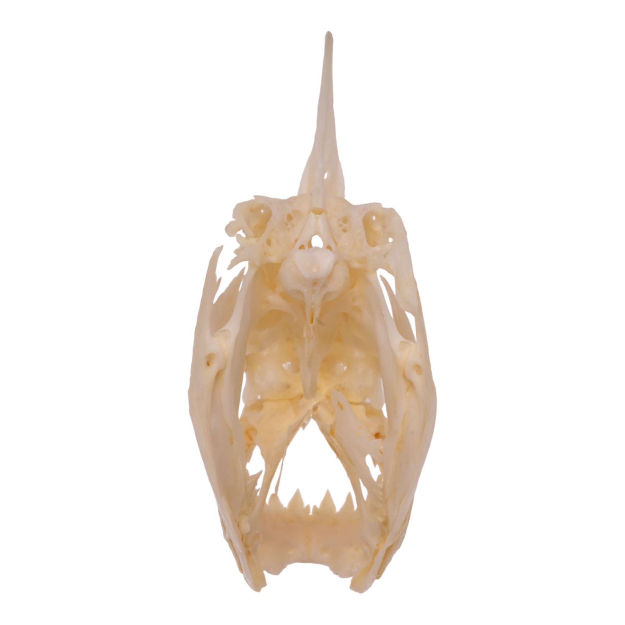Authentic Redeye Piranha Skull Specimen - Taxidermy Collectible for Home Decor, Science Education & Gothic Display