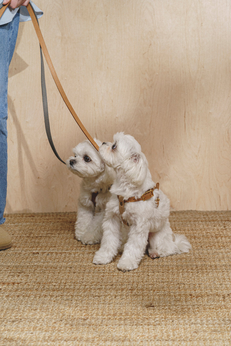 Premium Pony Walkony Dog Leash in Ginger & Beige - Durable, Comfortable Pet Leash for Small to Medium Dogs - Perfect for Walking, Training & Outdoor Adventures